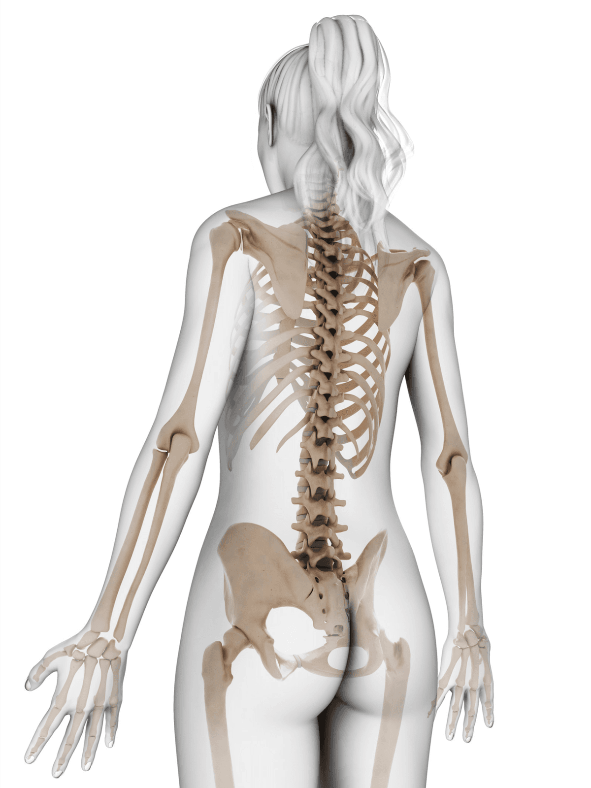 Illustration of spinal biomechanics and structural assessment